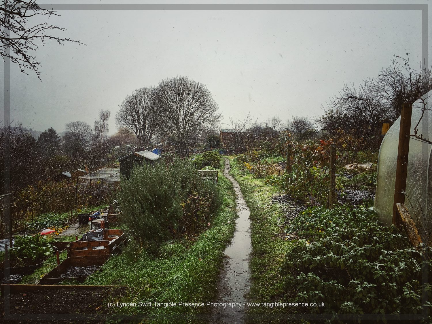  Winter on the plot 