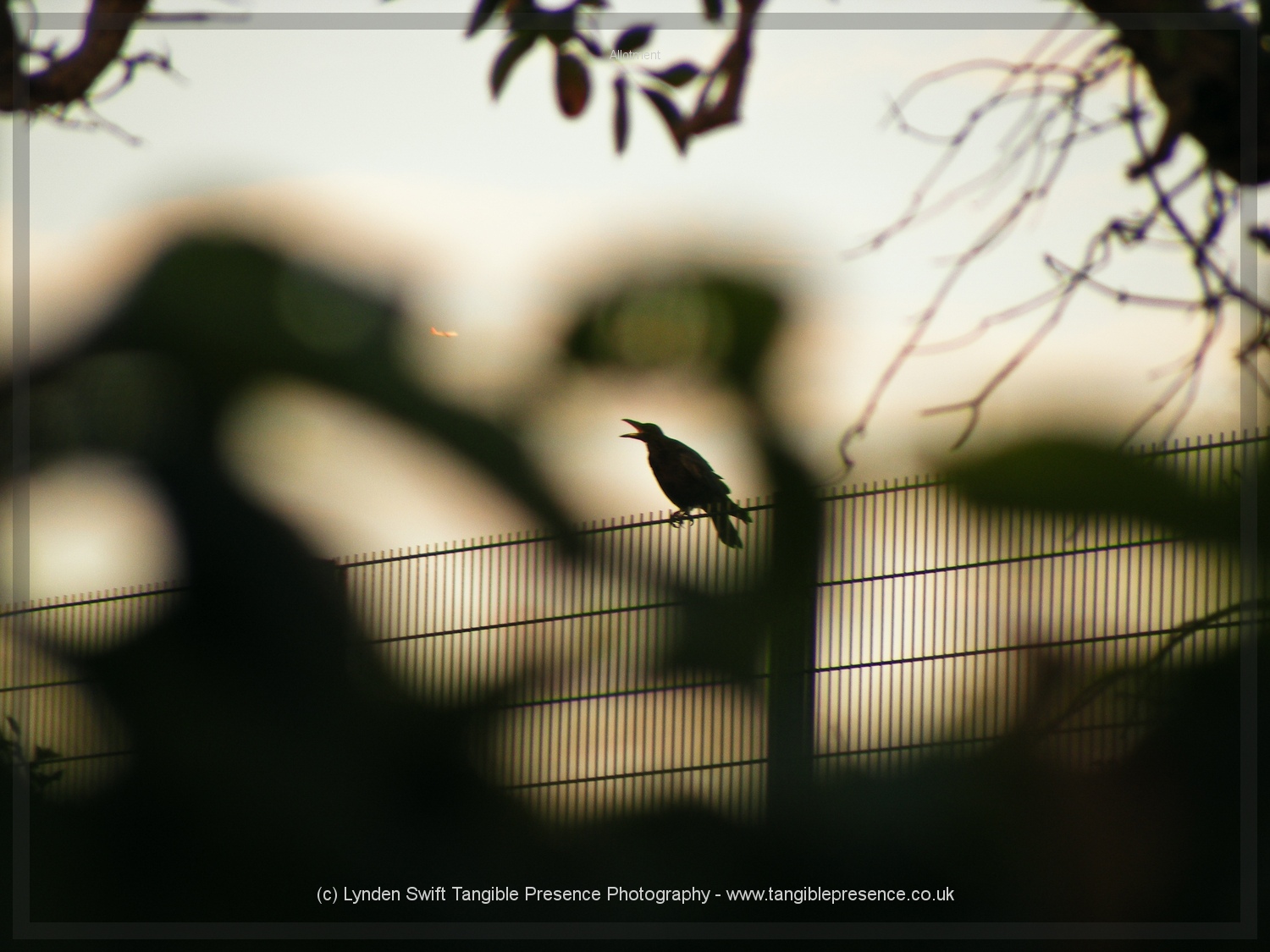  Crow and plane 