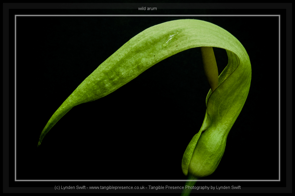Stacks Image 11